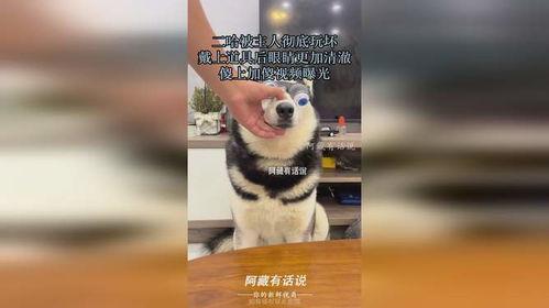 爆料二哈视频大全,笑料横生的视频大全集锦
