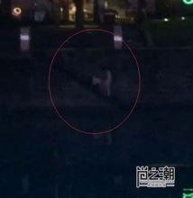 九眼桥桥震门无码下载,一场网络风波的真相探寻
