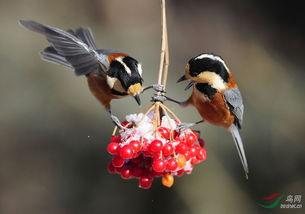 哪些明星是本溪,揭秘本溪的明星摇篮